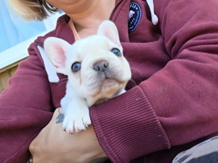 Französische Bulldogge Welpen suchen ihr neues Zuhause