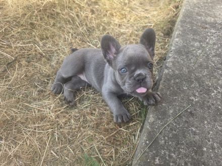 Französische Bulldogge Welpen suchen ihr neues Zuhause