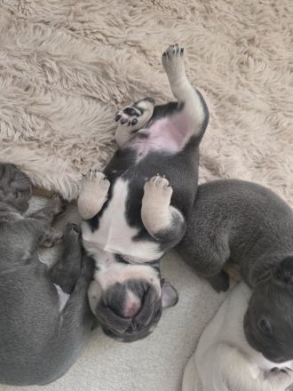 Französische Bulldogge Welpen suchen ihr neues Zuhause