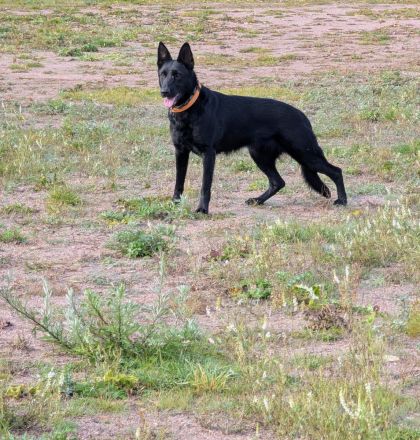 Schäferhündin Malinois Mix