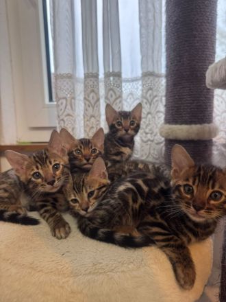 4 wunderschöne reinrassige Bengal Kitten