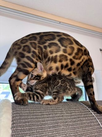 4 wunderschöne reinrassige Bengal Kitten