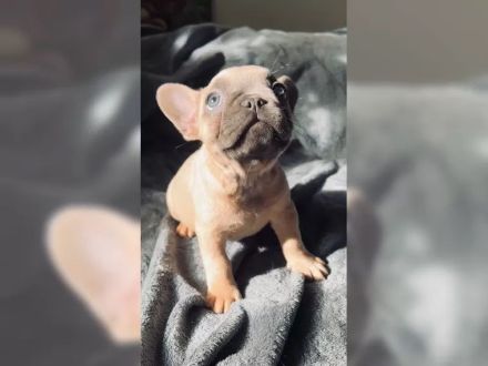 Traumhafte Französische Bulldogge Welpen