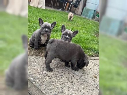 Traumhafte Französische Bulldogge Welpen