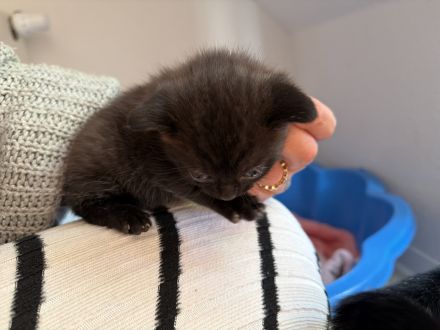 🐾 BKH KITTEN SUCHEN IHR TRAUMZUHAUSE 🐾