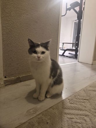 liebe Katzen (2 Kitten + Mama) suchen gemeinsames Zuhause – alle weiblich