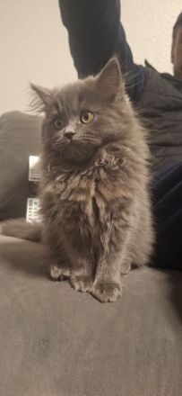 liebe Katzen (2 Kitten + Mama) suchen gemeinsames Zuhause – alle weiblich
