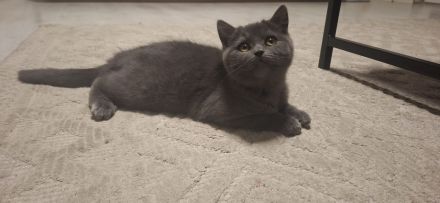 liebe Katzen (2 Kitten + Mama) suchen gemeinsames Zuhause – alle weiblich