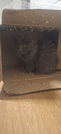 liebe Katzen (2 Kitten + Mama) suchen gemeinsames Zuhause – alle weiblich