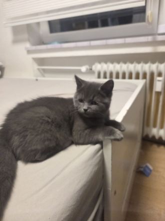 liebe Katzen (2 Kitten + Mama) suchen gemeinsames Zuhause – alle weiblich