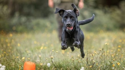 Labrador Deckrüde schwarz, HD A1/A1, ED frei, Gentests N/N