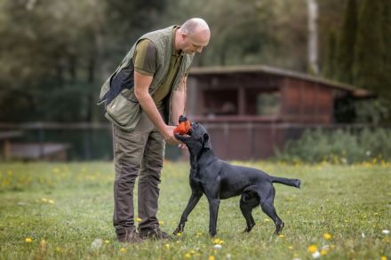 Labrador Deckrüde schwarz, HD A1/A1, ED frei, Gentests N/N