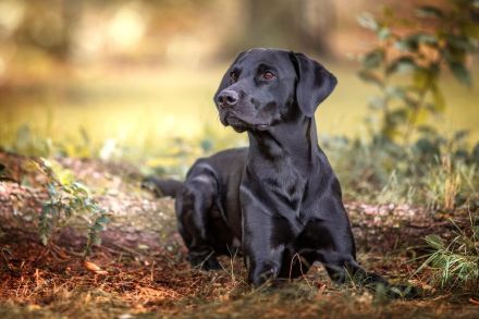 Labrador Deckrüde schwarz, HD A1/A1, ED frei, Gentests N/N
