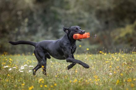 Labrador Deckrüde schwarz, HD A1/A1, ED frei, Gentests N/N