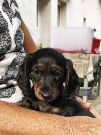 Monty am Zwergdackel Welpe