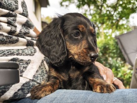 Monty am Zwergdackel Welpe