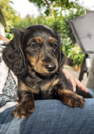 Monty am Zwergdackel Welpe