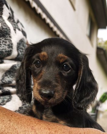 Monty am Zwergdackel Welpe