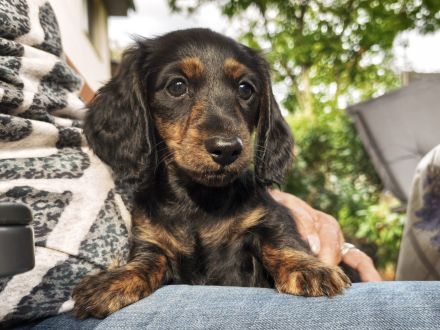 Monty am Zwergdackel Welpe