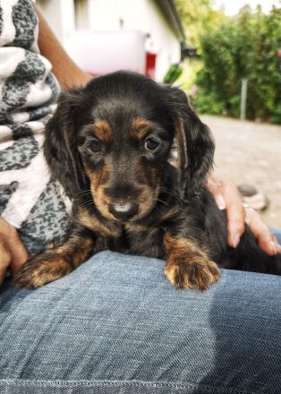 Monty am Zwergdackel Welpe