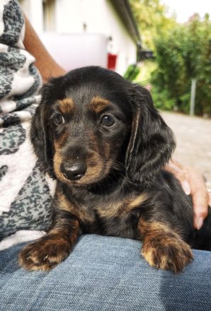 Monty am Zwergdackel Welpe