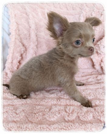 Chihuahua Rüde in langhaar - sehr verschmust & verspielt - in allerbeste Hände aus liebevoller Zucht