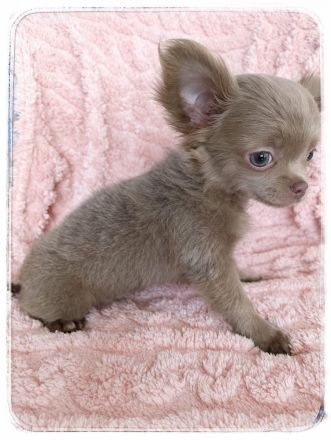 Chihuahua Rüde in langhaar - sehr verschmust & verspielt - in allerbeste Hände aus liebevoller Zucht