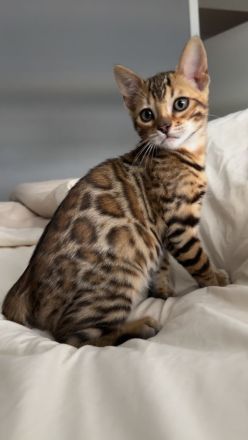 Wunderschönes bengal kitten