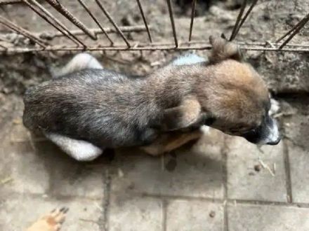 Jascha, Julian und Justus - hoffen auf ein glückliches Leben und warmes Körbchen, 5M, 25cm
