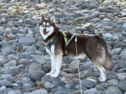 Kastanienrote Alaskan Klee Kai Hündin, 3 Jahre jung in beste Hände abzugeben