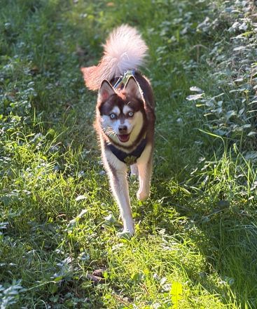 Kastanienrote Alaskan Klee Kai Hündin, 3 Jahre jung in beste Hände abzugeben