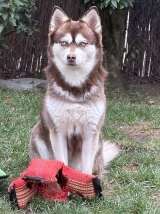 Kastanienrote Alaskan Klee Kai Hündin, 3 Jahre jung in beste Hände abzugeben