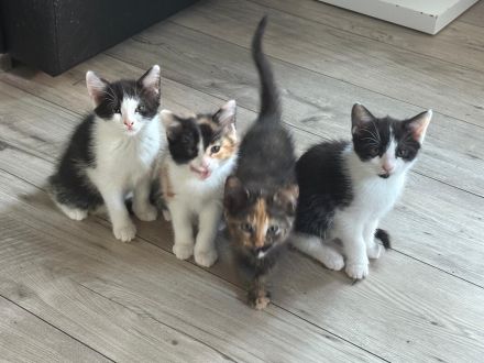 Putzmuntere Kitten in liebevolle Hände abzugeben