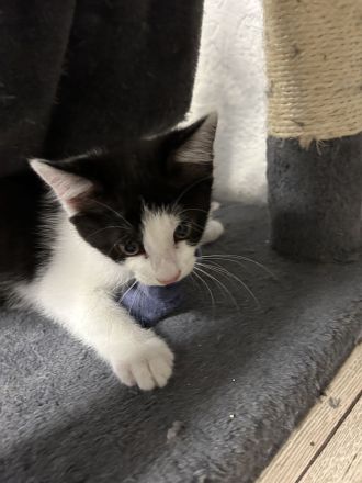Putzmuntere Kitten in liebevolle Hände abzugeben
