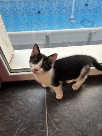 Putzmuntere Kitten in liebevolle Hände abzugeben