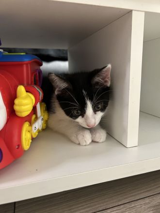 Putzmuntere Kitten in liebevolle Hände abzugeben