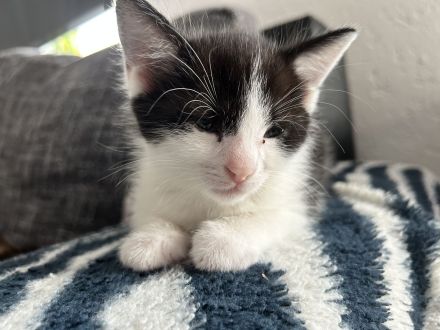 Putzmuntere Kitten in liebevolle Hände abzugeben