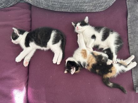 Putzmuntere Kitten in liebevolle Hände abzugeben