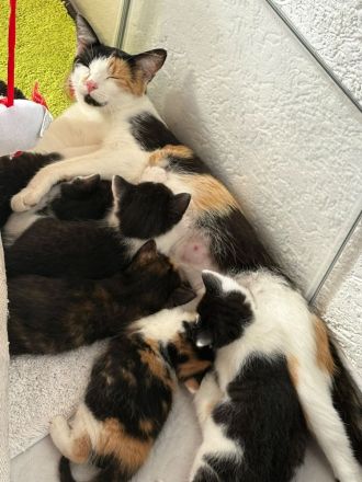 Putzmuntere Kitten in liebevolle Hände abzugeben