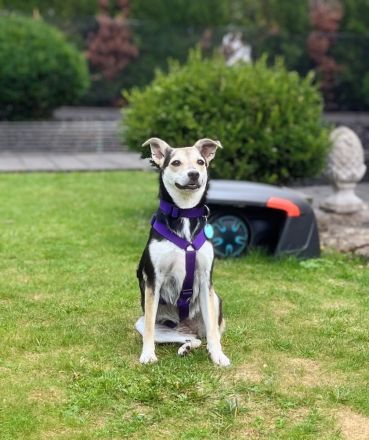 Nelly auf Pflegestelle in 61440 Oberursel sucht ihr Für-immer-Zuhause