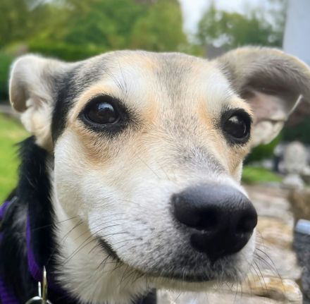 Nelly auf Pflegestelle in 61440 Oberursel sucht ihr Für-immer-Zuhause