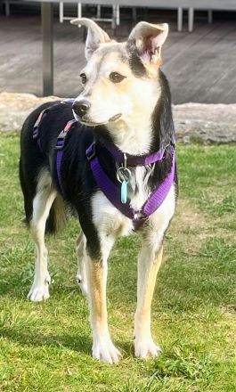 Nelly auf Pflegestelle in 61440 Oberursel sucht ihr Für-immer-Zuhause