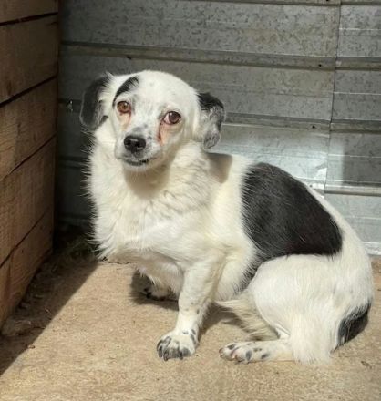 Cindy sucht ihr Für-immer-Zuhause