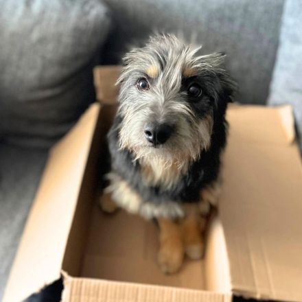 Suki in 67575 Eich sucht ihr Für-immer-Zuhause