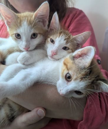 2 ( 3) ca. 4 Monate alte liebevolle Kitten suchen ein schönes neues Zuhause