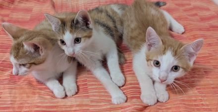 2 ( 3) ca. 4 Monate alte liebevolle Kitten suchen ein schönes neues Zuhause