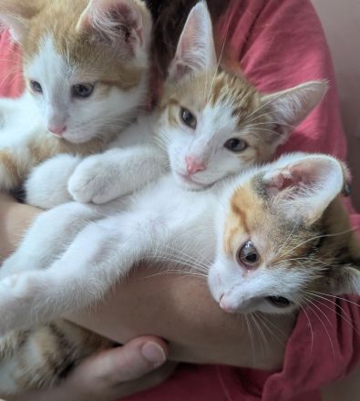 2 ( 3) ca. 4 Monate alte liebevolle Kitten suchen ein schönes neues Zuhause