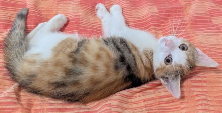 2 ( 3) ca. 4 Monate alte liebevolle Kitten suchen ein schönes neues Zuhause