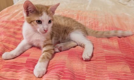 2 ( 3) ca. 4 Monate alte liebevolle Kitten suchen ein schönes neues Zuhause