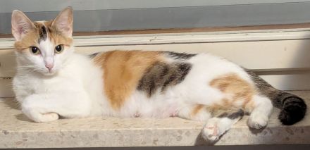 2 ( 3) ca. 4 Monate alte liebevolle Kitten suchen ein schönes neues Zuhause